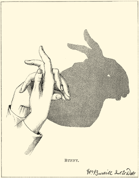 سایه خرگوش