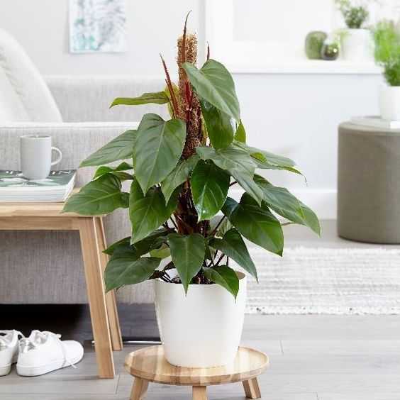 بهترین گل های آپارتمانی چیست؟ ☘️ ۲۱ گیاه زینتی همیشه سبز