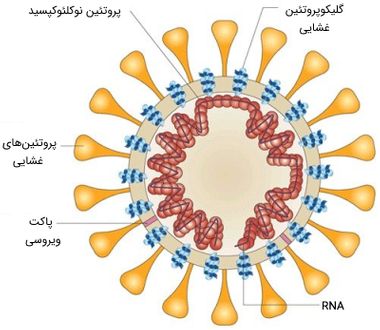 ویروس کرونا چیست؟ علائم و راه های پیشگیری از بیماری کرونا