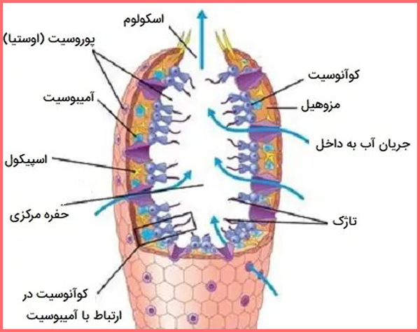 جواب فعالیت صفحه ۱۴۳ فصل ۱۳ علوم نهم