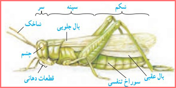 جواب فعالیت صفحه ۱۴۹ فصل سیزدهم علوم نهم