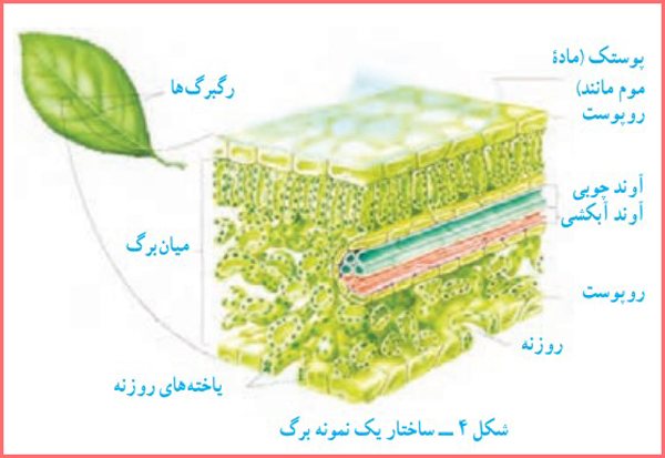 جواب سوال متن پایین صفحه ۱۳۴ فصل ۱۲ علوم نهم