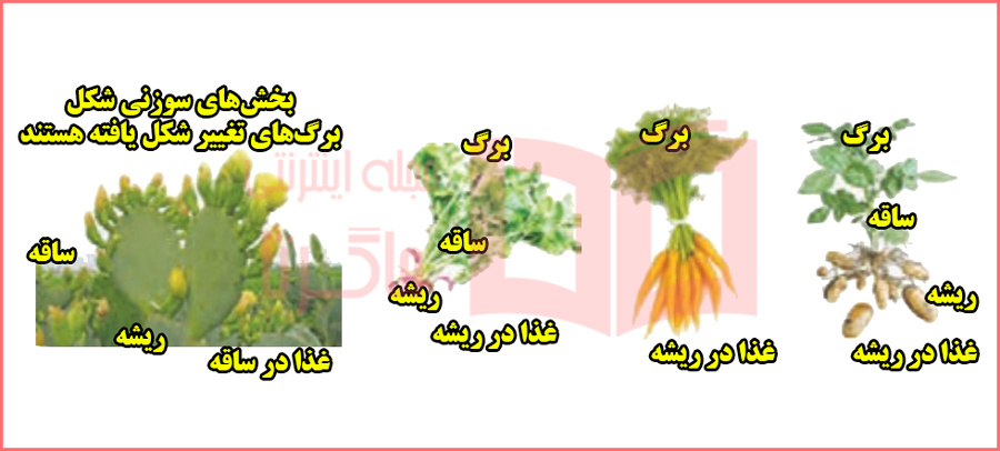 جواب خود را بیازمایید صفحه ۱۳۷ فصل ۱۲ علوم نهم