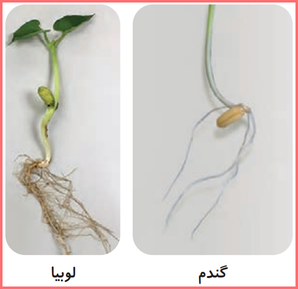 حل سوالات صفحه 95 علوم تجربی سوم دبستان