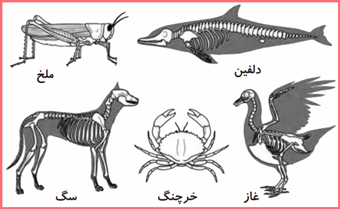 پاسخ سوالات صفحه 105 علوم سوم دبستان