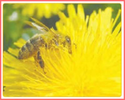 شکل فکر کنید صفحه ۱۰۷ علوم کلاس چهارم