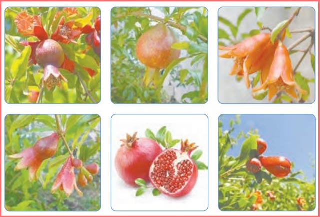 شکل گفت و گو صفحه ۱۰۸ علوم پایه چهارم