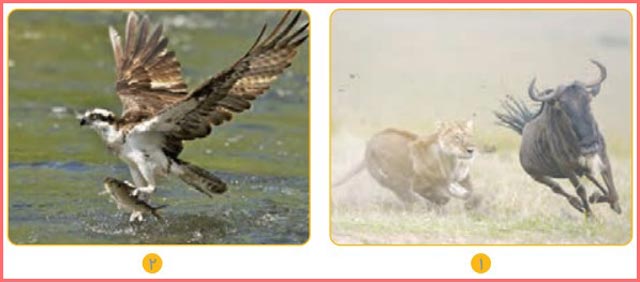 شکل فکر کنید صفحه ۱۱۵ کتاب علوم تجربی چهارم