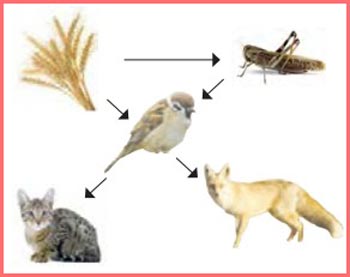 شکل فعالیت صفحه ۱۱۵ کتاب علوم چهارم