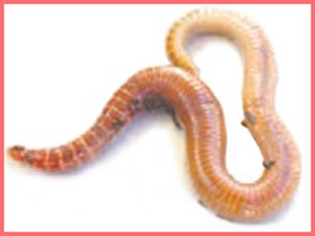 شکل فعالیت صفحه ۹۴ علوم چهارم 