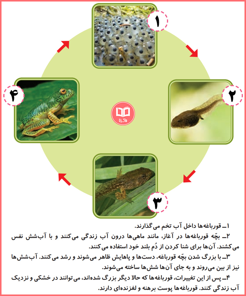  پاسخ سوالات صفحه 116 علوم سوم ابتدایی