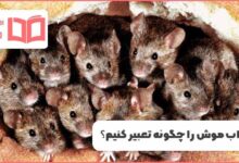 تعبیر خواب موش چیست؟