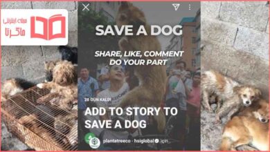 استوری Save a Dog در اینستاگرام
