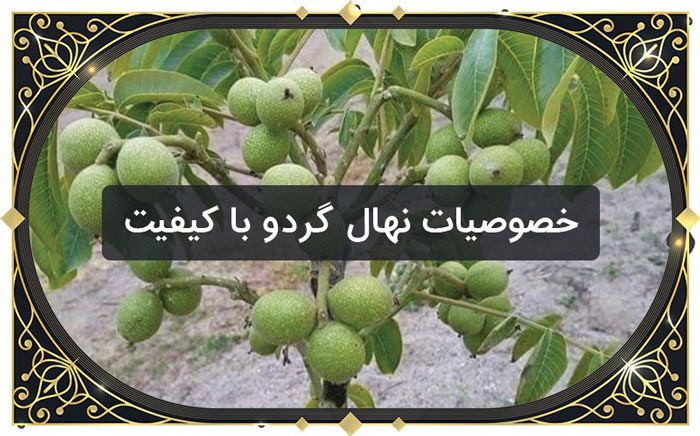 خصوصیات نهال گردو با کیفیت