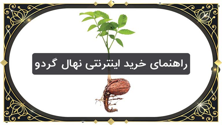 راهنمای خرید اینترنتی نهال گردو