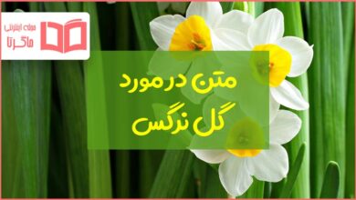متن در مورد گل نرگس