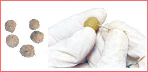 شکل فعالیت صفحه ۵۵ علوم چهارم