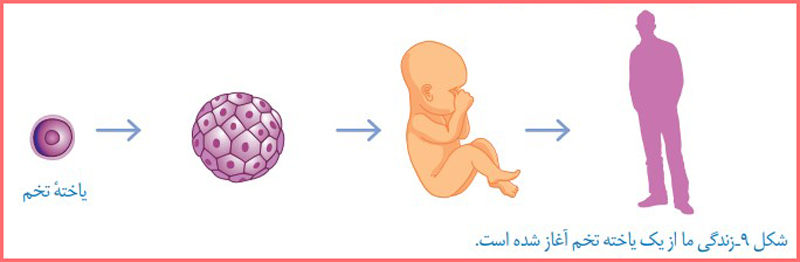 جواب سوال متن صفحه ۶۳ فصل ۷ علوم هشتم