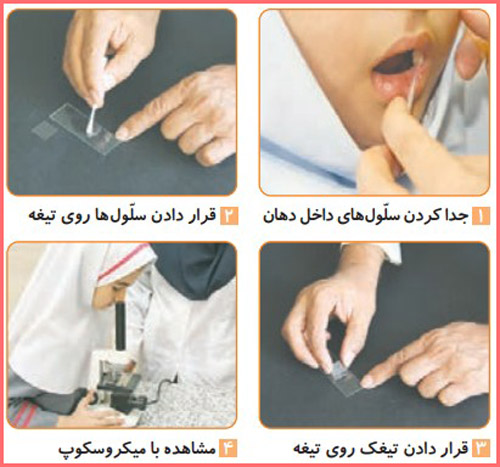 فعالیت صفحه ۷۹ علوم چهارم