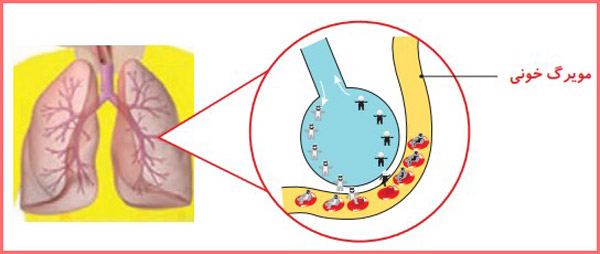 شکل گفت و گو صفحه ۹۰ علوم چهارم