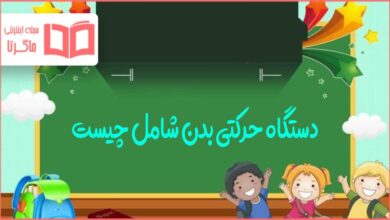 دستگاه حرکتی بدن شامل چیست