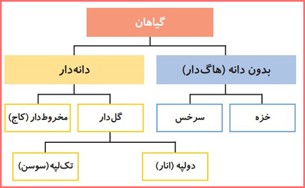 طبقه بندی گیاهان
