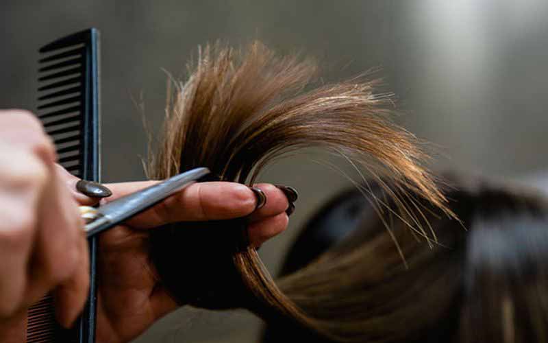 رز سرخ، انتخابی ایده آل برای آموزش کوتاهی مو