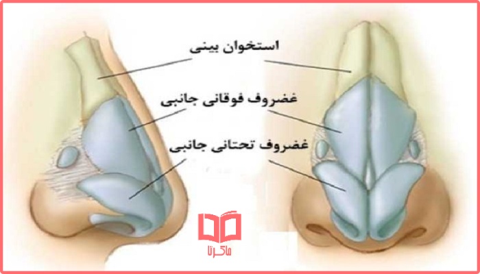 بافت گوش و بینی از چه چیزی تشکیل شده است برای بازی شهربانو