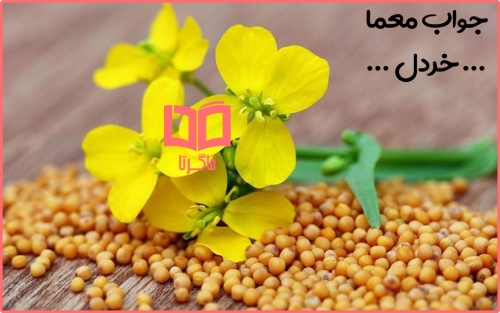 ادویه ای که اول آن نام یک حیوان می باشد در حل جدول کلمات