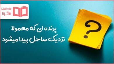 پرنده ای که معمولا نزدیک ساحل پیدا میشود