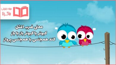 معنی ضرب المثل کبوتر با کبوتر باز با باز کند همجنس با همجنس پرواز