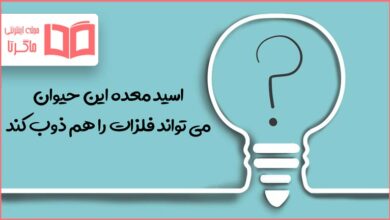 اسید معده این حیوان می تواند فلزات را هم ذوب کند