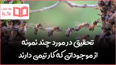 تحقیق در مورد چند نمونه از موجوداتی که کار تیمی دارند