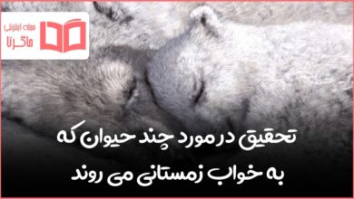 تحقیق در مورد چند حیوان که به خواب زمستانی ‌می روند