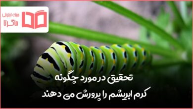 تحقیق در مورد چگونه کرم ابریشم را پرورش می دهند