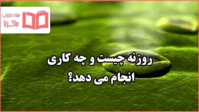 روزنه چیست و چه کاری انجام می دهد علوم ششم ابتدایی