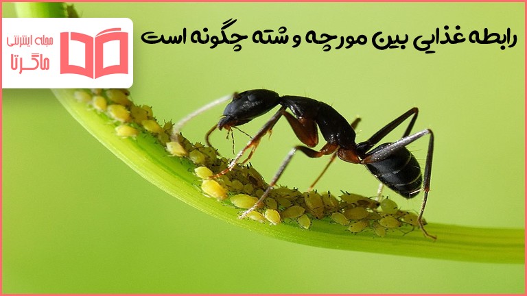 رابطه غذایی بین مورچه و شته چگونه است