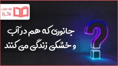 جانوری که هم در آب و خشکی زندگی می کنند