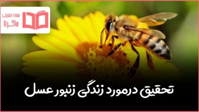 تحقیق در مورد زندگی زنبور عسل