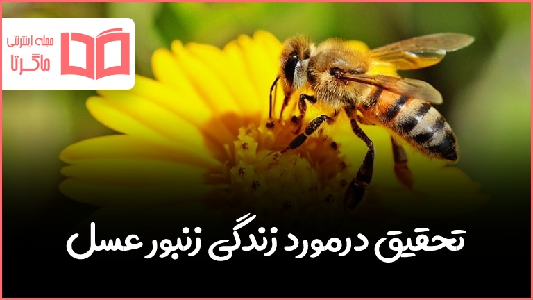 تحقیق در مورد زندگی زنبور عسل