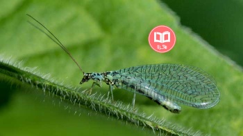 تحقیق درباره حشرات مفید ، بالتوری سبز
