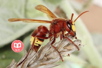 زنبور های شکارچی یک حشره مفید برای مقابله با حشرات مضر