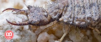 تحقیق درباره حشرات مفید ، شیر مورچه