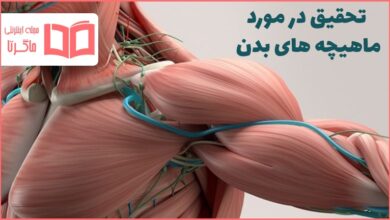 تحقیق در مورد ماهیچه های بدن