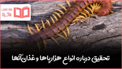 تحقیق درباره انواع هزارپاها و غذای آنها علوم چهارم