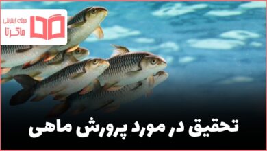 تحقیق در مورد پرورش ماهی