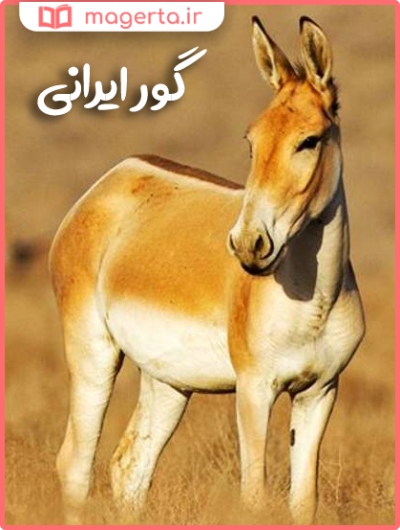 گور ایرانی از حیوانات بومی ایران