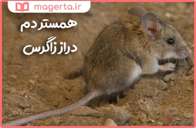 همستر دم دراز زاگرس از حیوانات بومی ایران