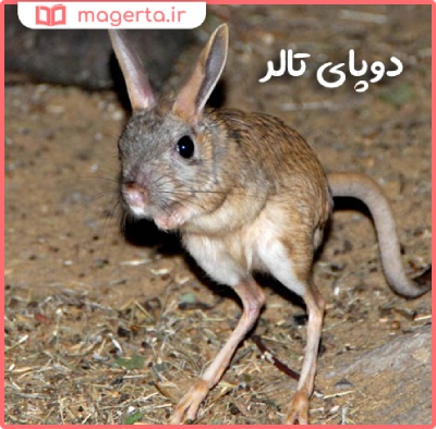 دوپای تالر از حیوانات بومی ایران