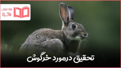 تحقیق درمورد خرگوش